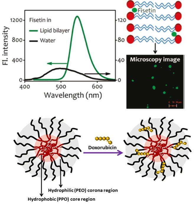 Fluorescence Spectroscopy; Biophysical Chemistry